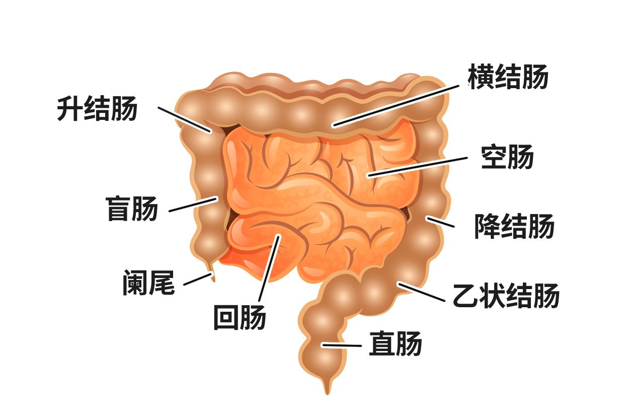 下消化道解剖图