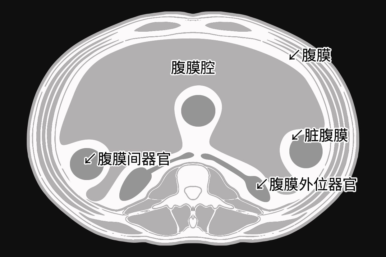 腹膜和腹膜腔的区别图表