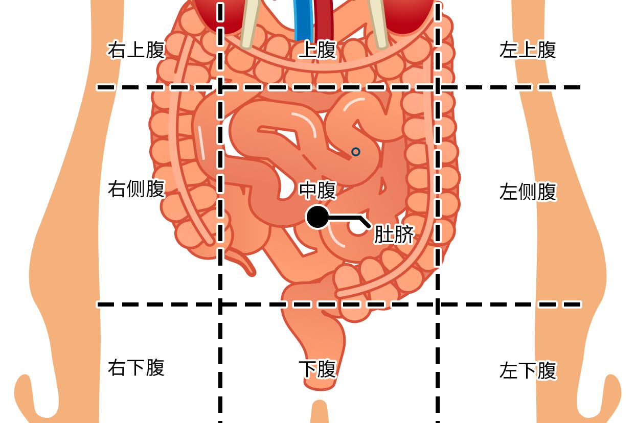 肚脐右下方是什么部位图