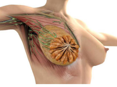 乳房按摩可以治疗乳腺增生?
