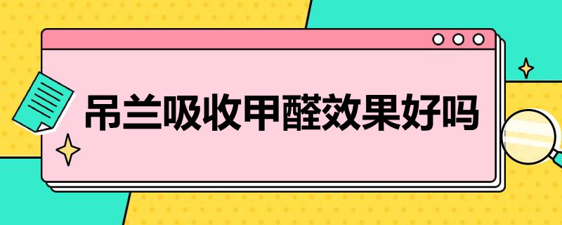 吊兰吸收甲醛效果好吗