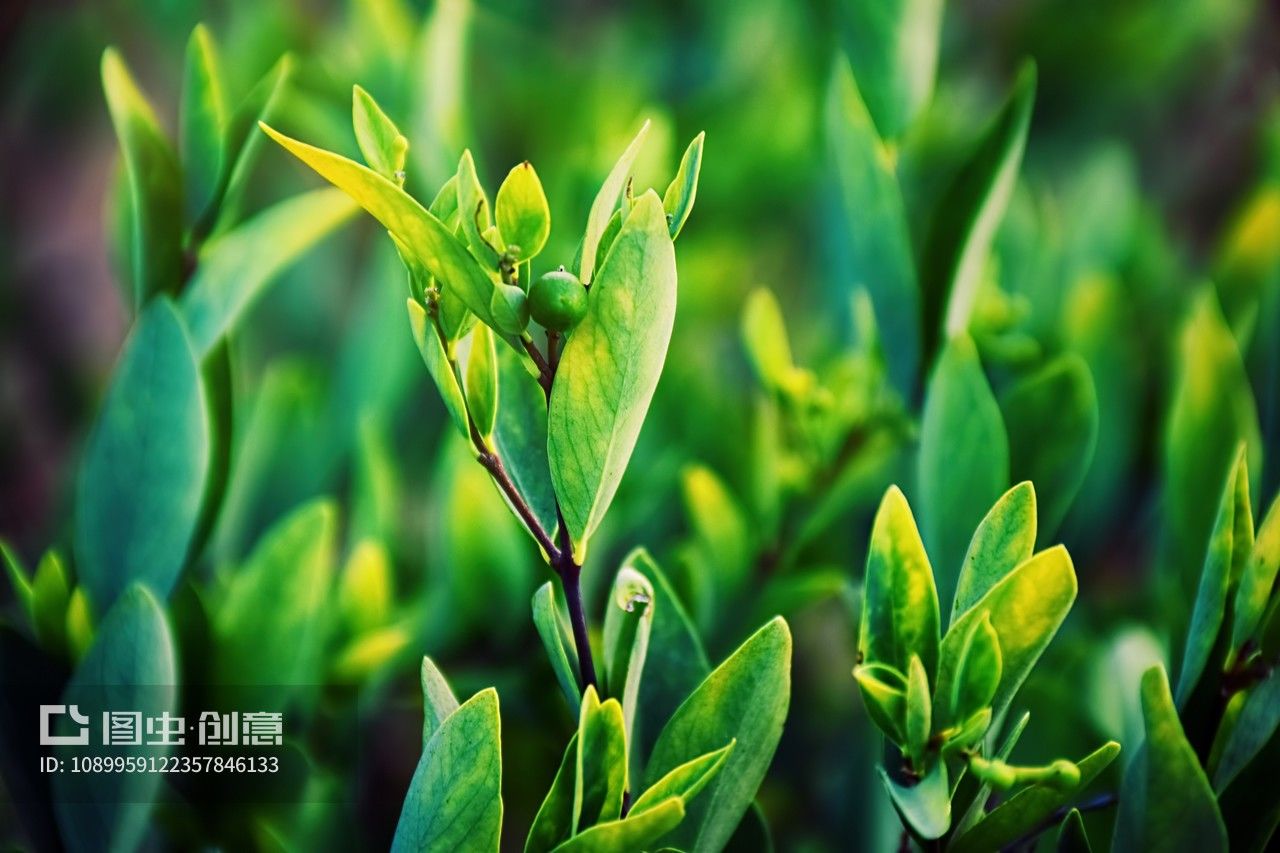 了哥王草药图片与药用功能