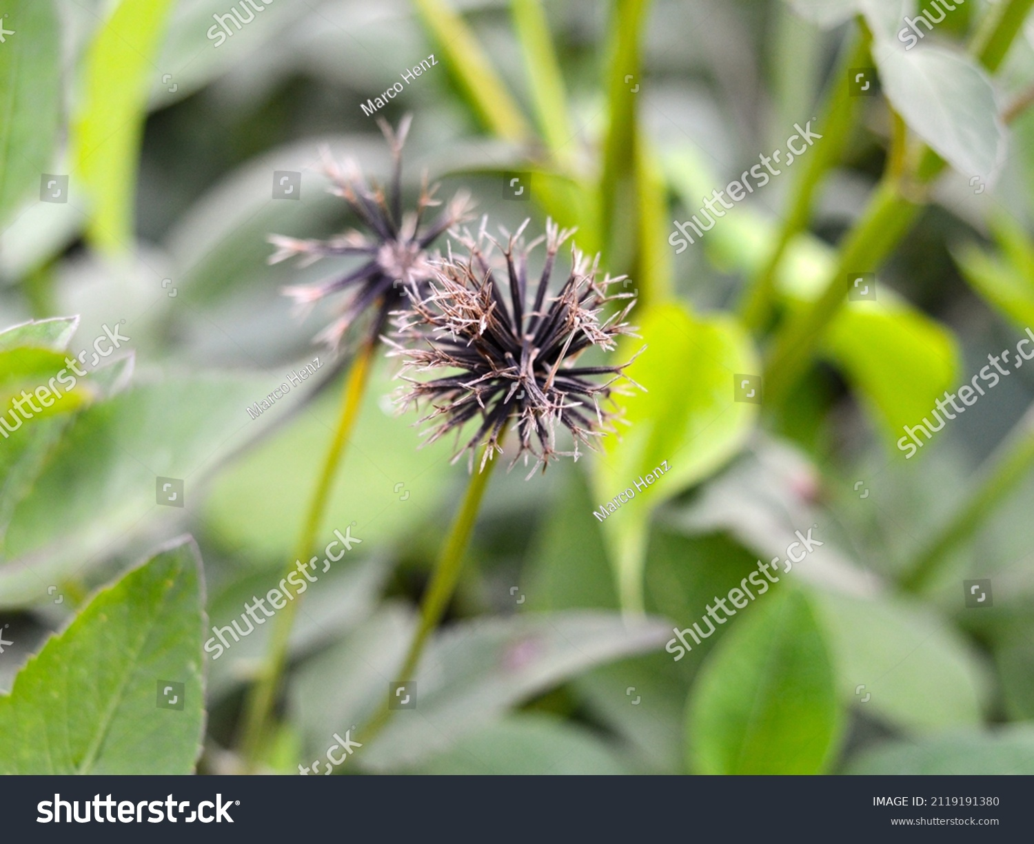 二骨叉药材图片（三叉骨草药图片）