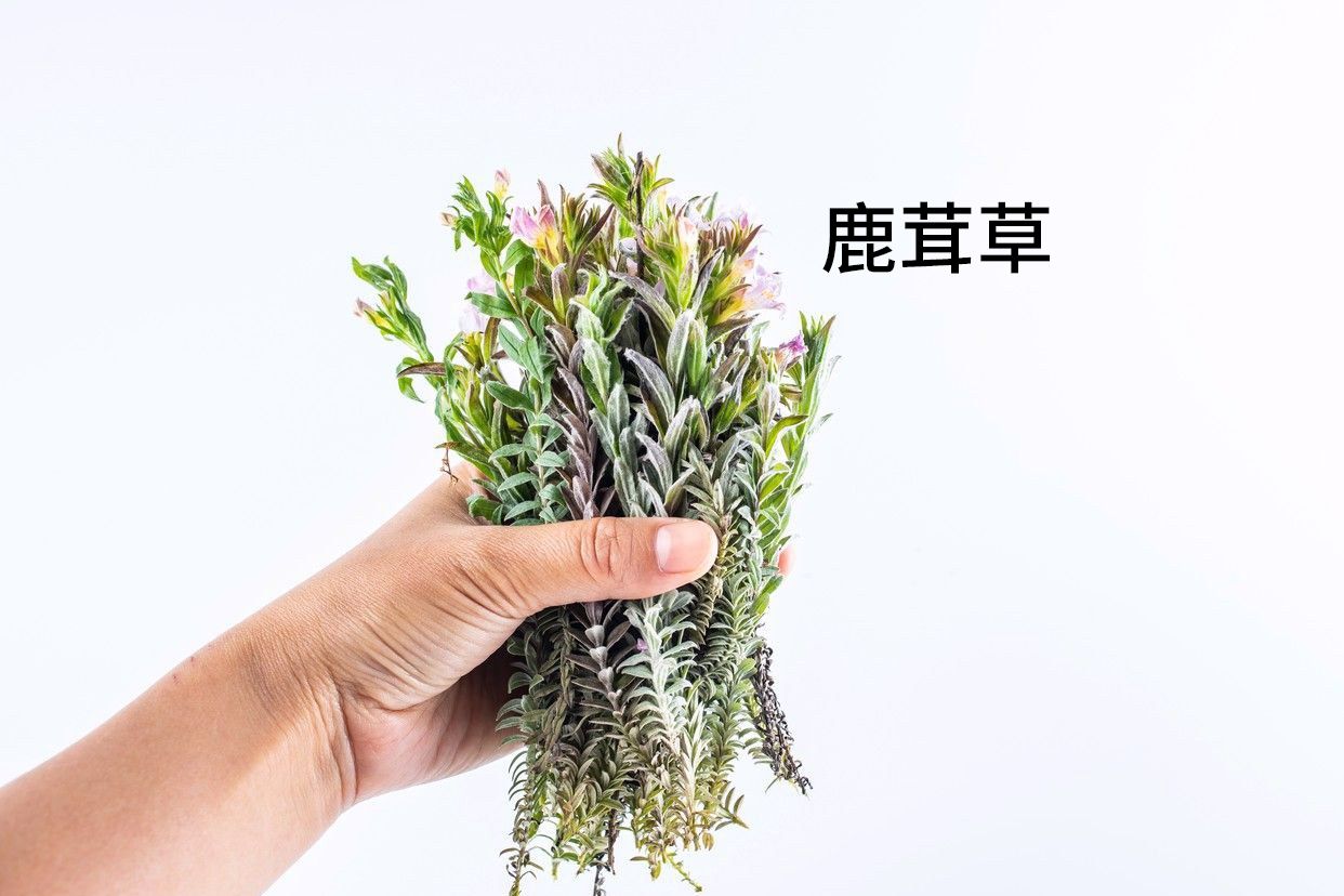 千年霜草药图片（千年霜草药图片大全）