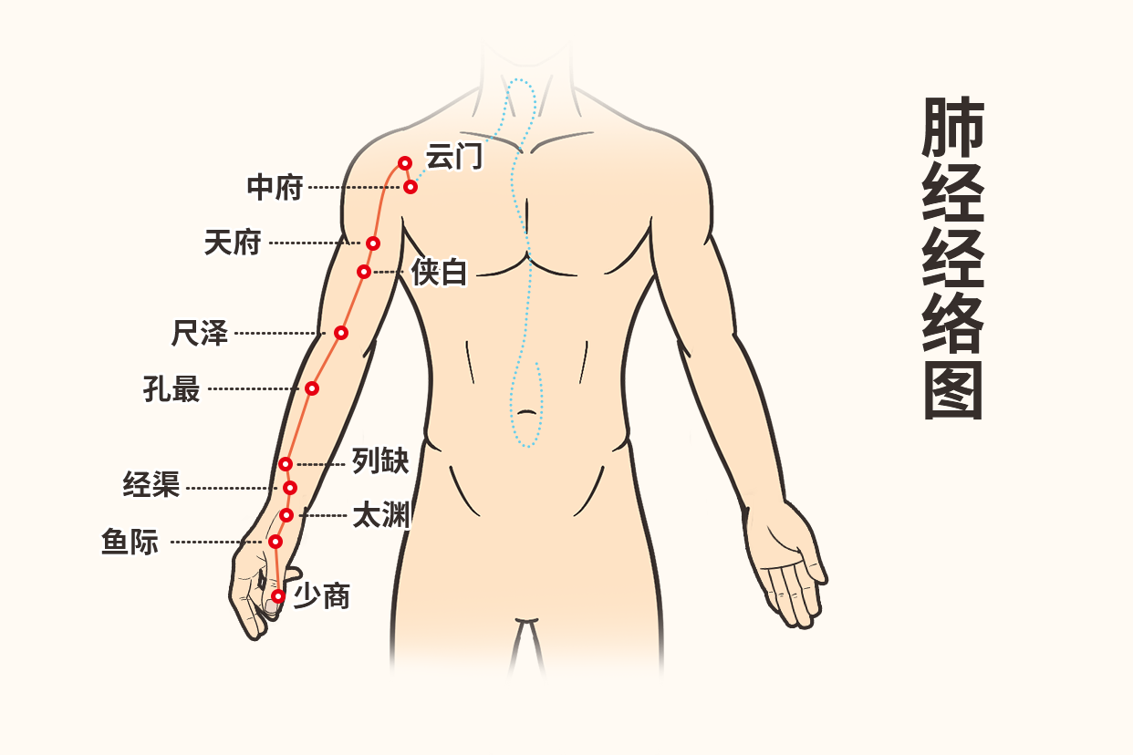 胳膊上的肺经走向图 胳膊上肺经怎么找,在哪边