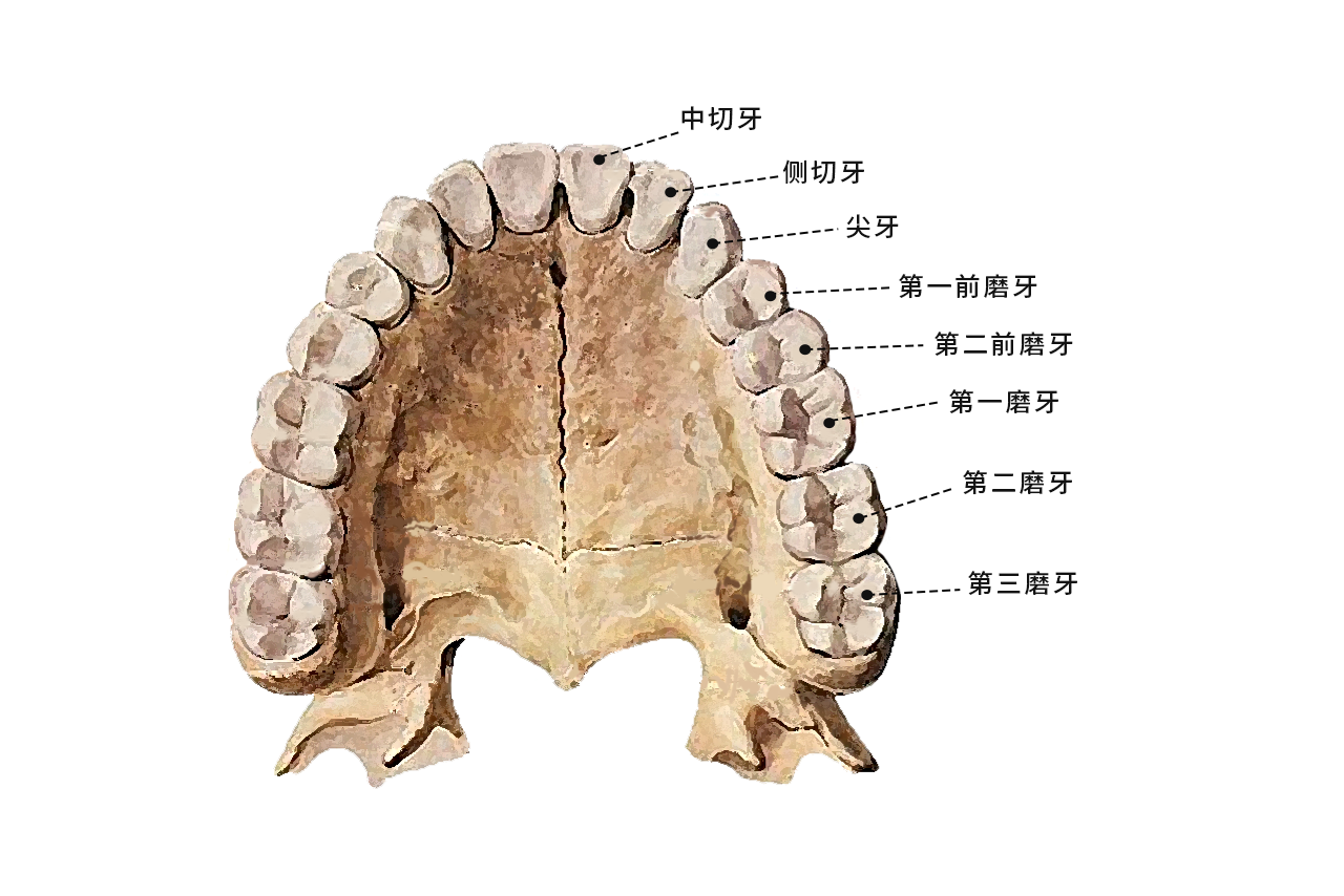 后牙轮廓图 后牙牙齿形态图片