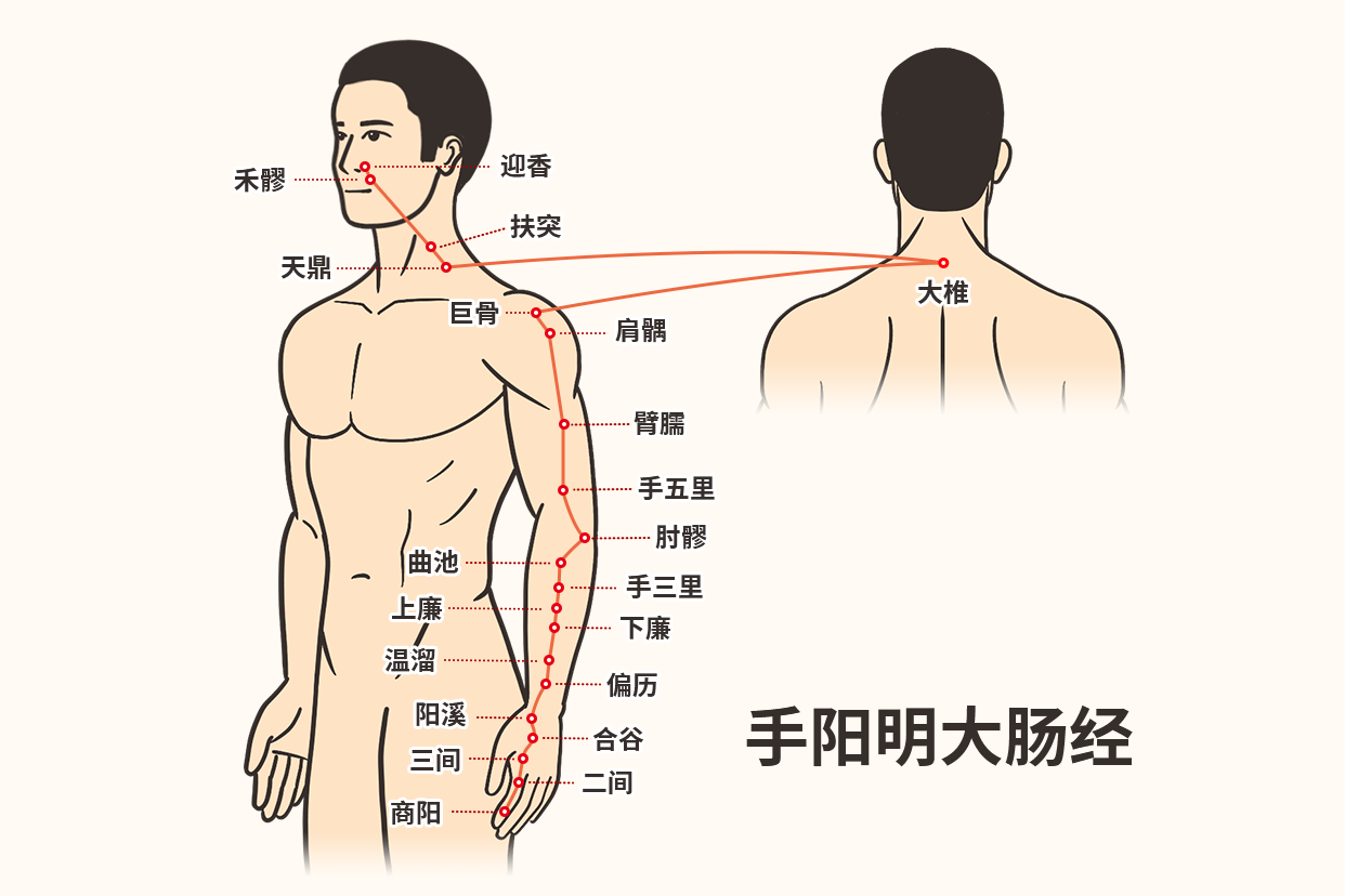 大肠经通便刮痧示意图（便秘大肠经的刮痧方向）