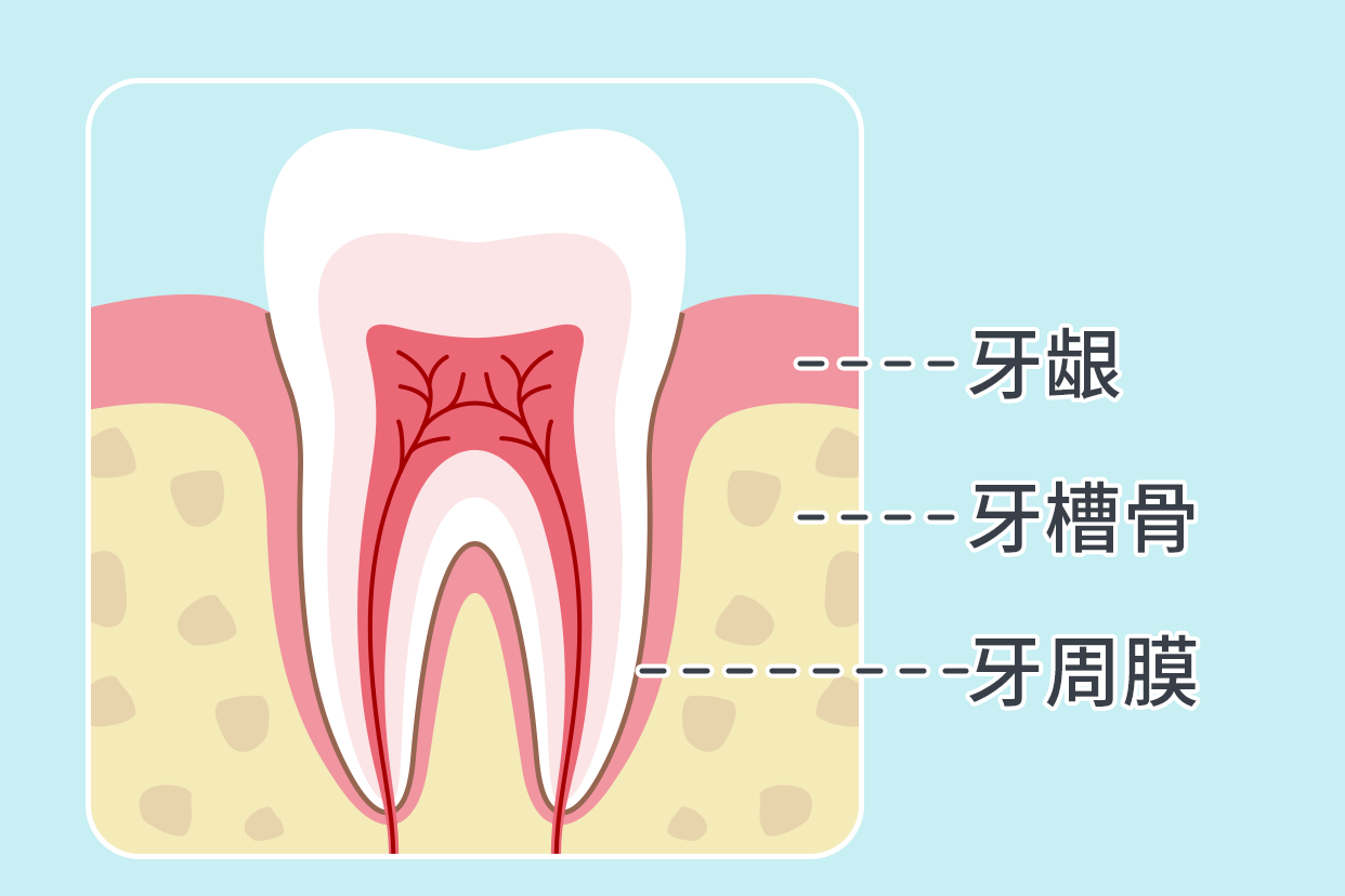 牙周组织解剖图（牙周组织解剖图片）