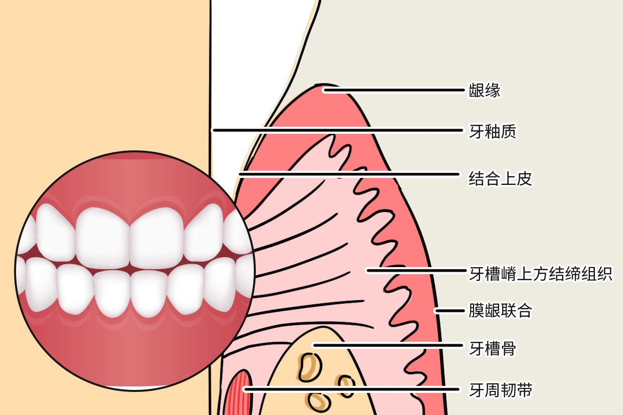 牙龈上皮结构图片 牙龈上皮结构图片大全