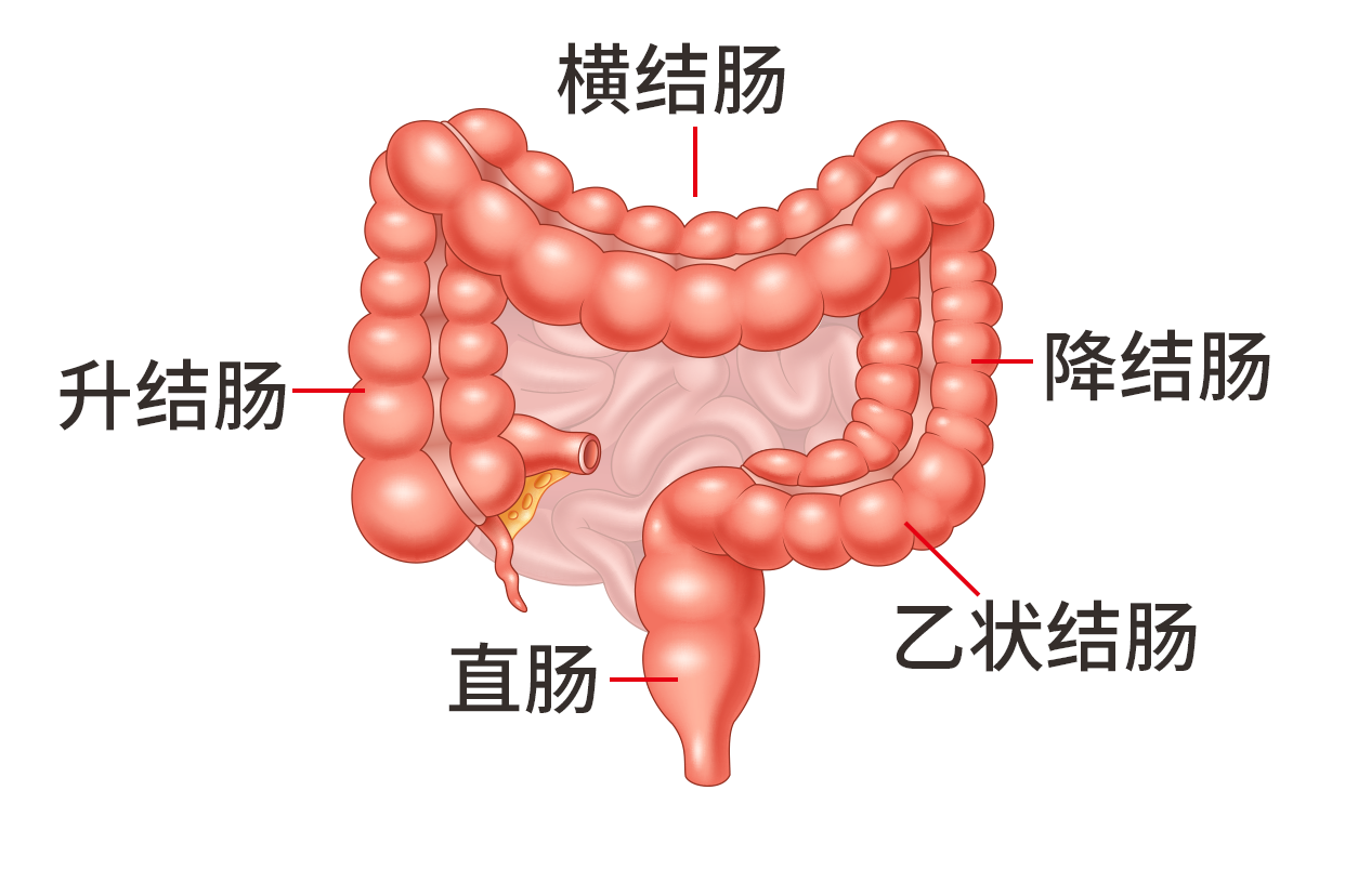 结肠分为哪四部分图片 结肠分为哪四部分图片视频