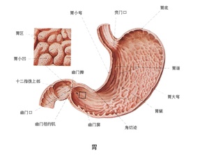 贲门糜烂图片