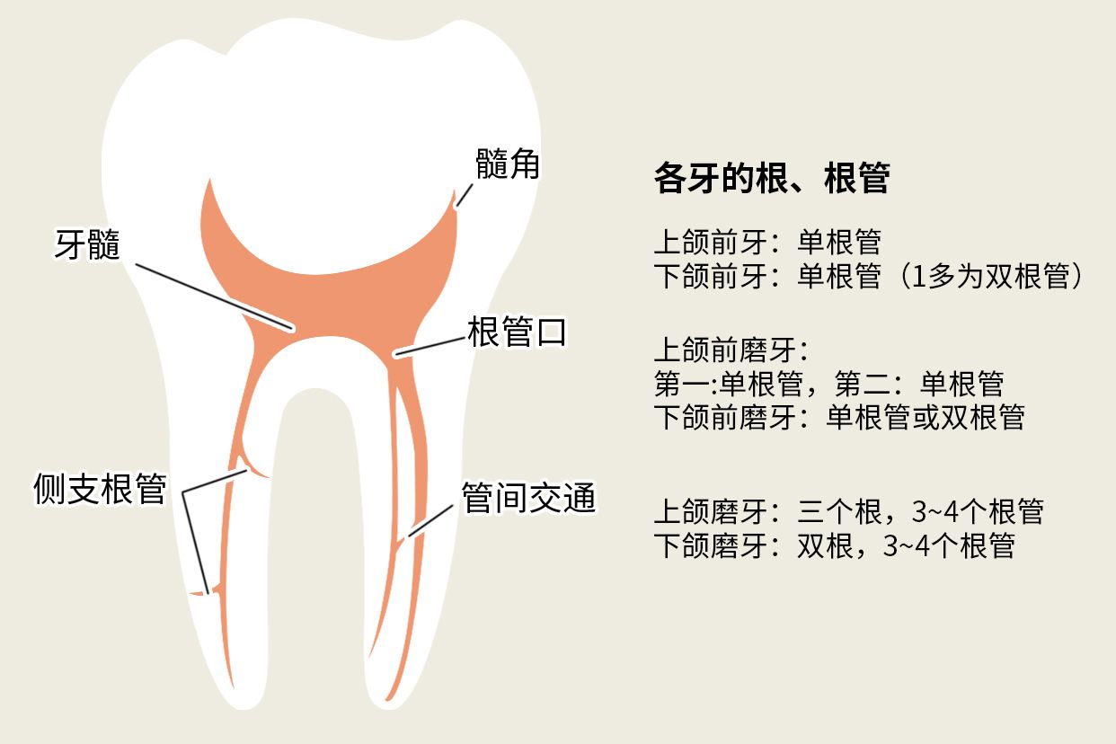 后牙一般几个根管图片