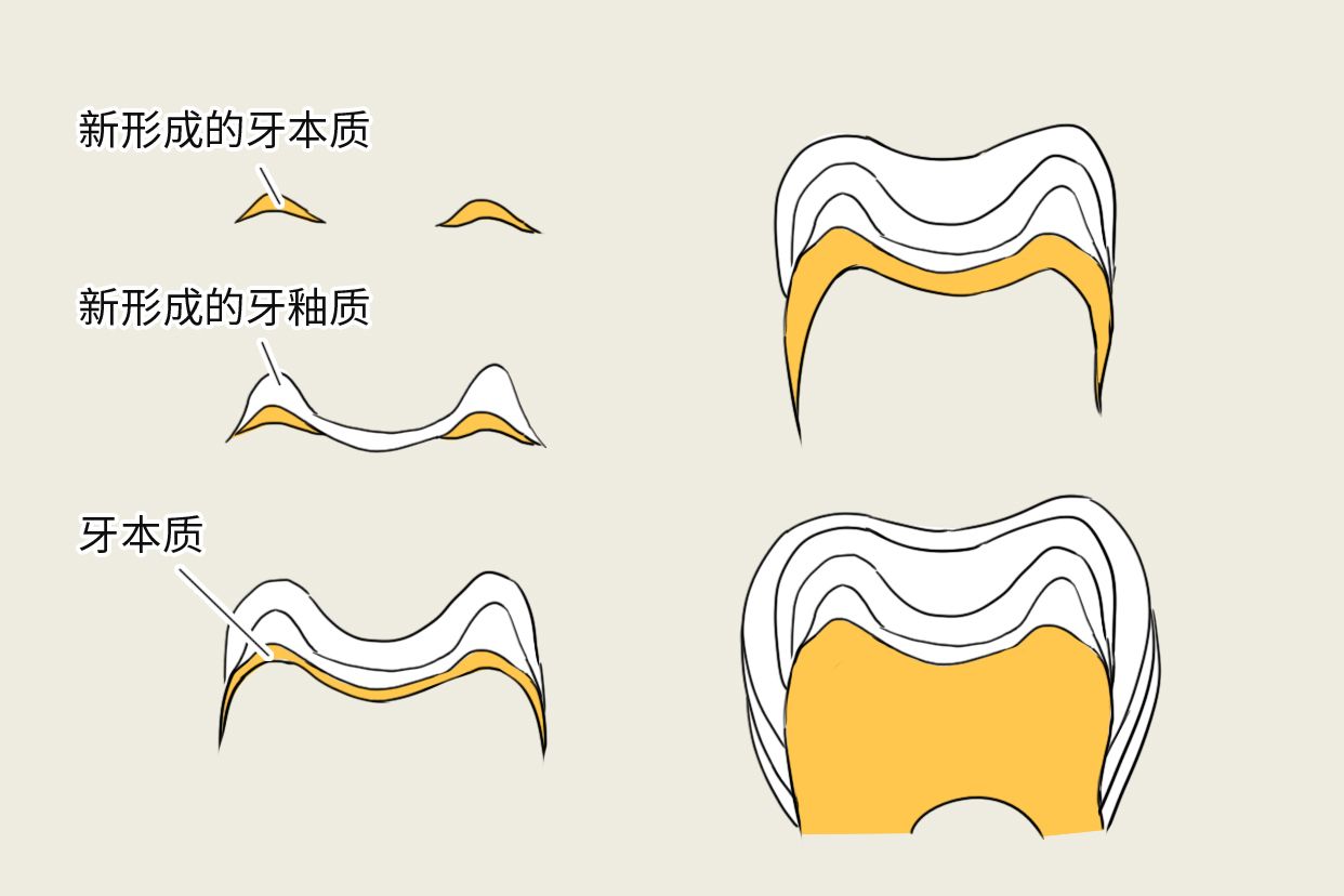 牙釉质生长线图片