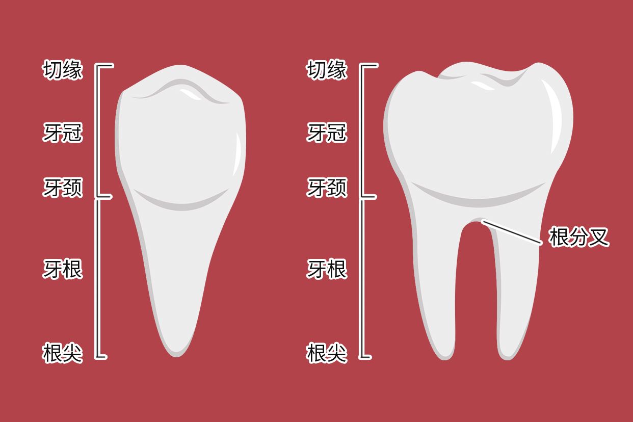 牙根颈三分之一图解