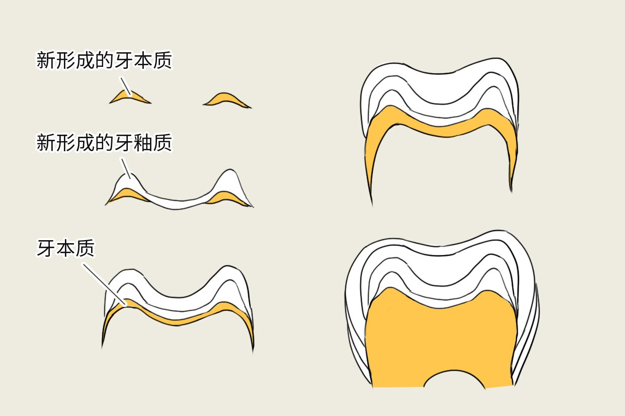 牙本质生长线图片