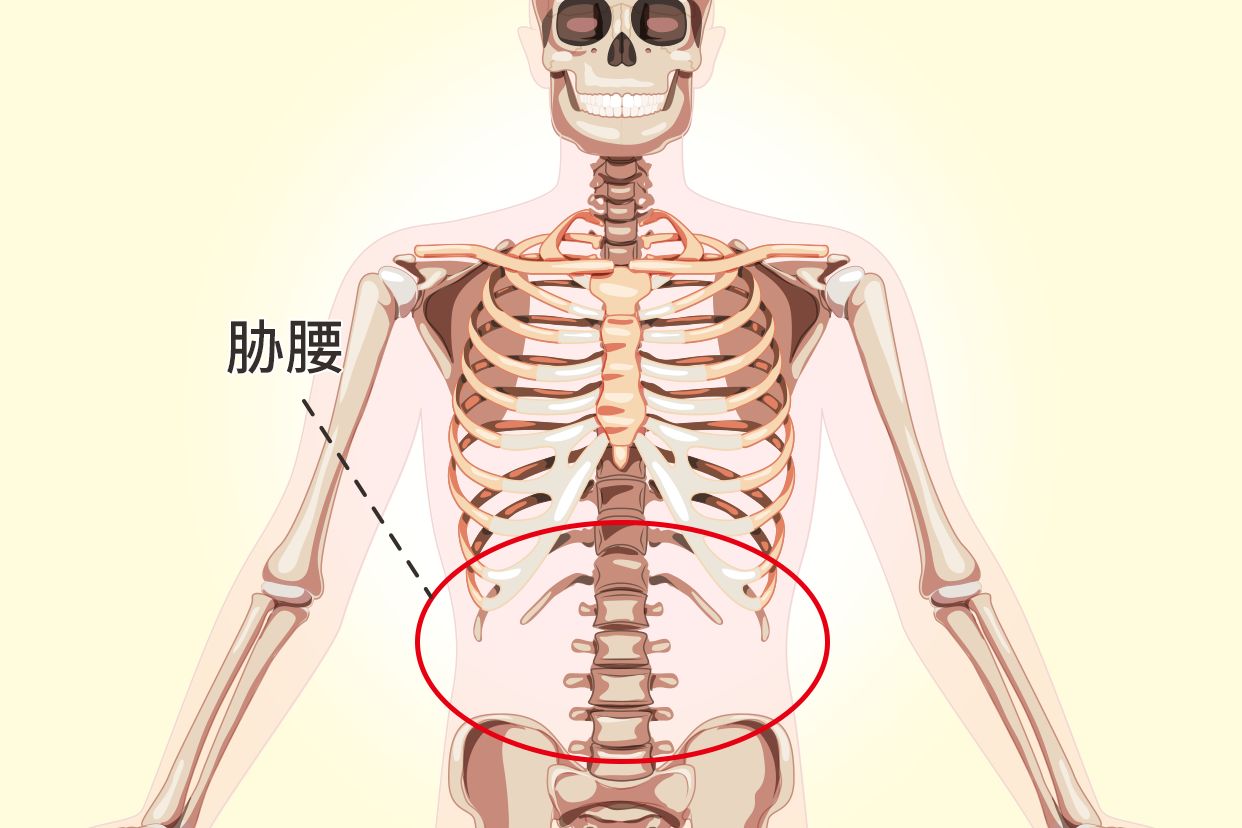 胁腰部位置图