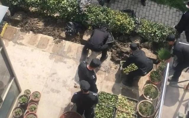 一老人自家院子种菜被暴力清理 老人在小区种菜