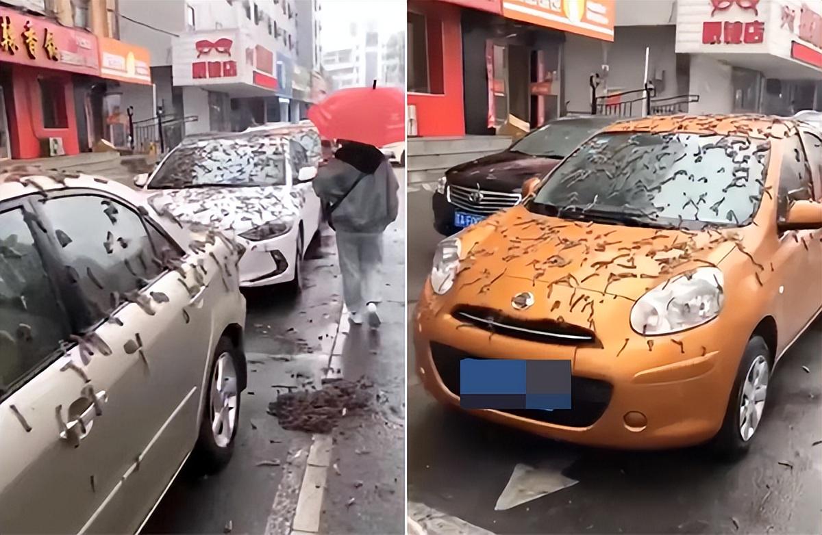 美媒称中国遭“虫雨”袭击，仔细一看……