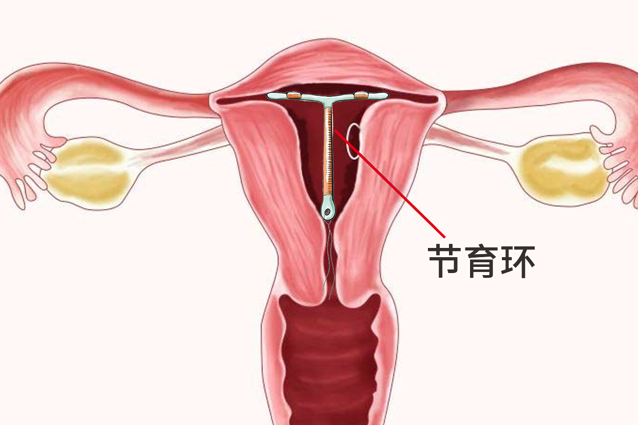 有女人上怀的子宫图片吗