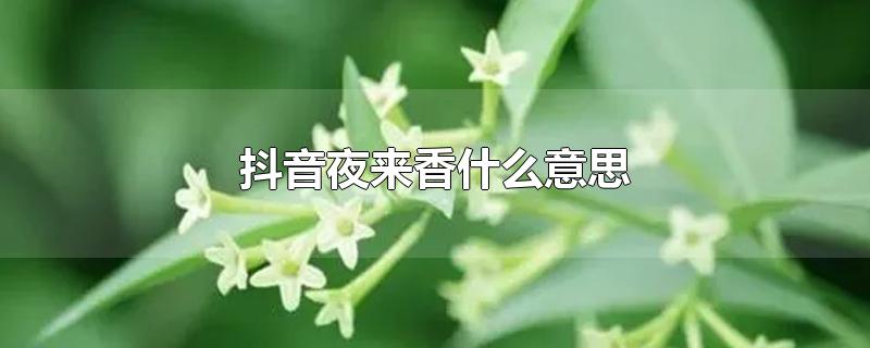 抖音夜来香什么意思（抖音的夜来香是什么版本）