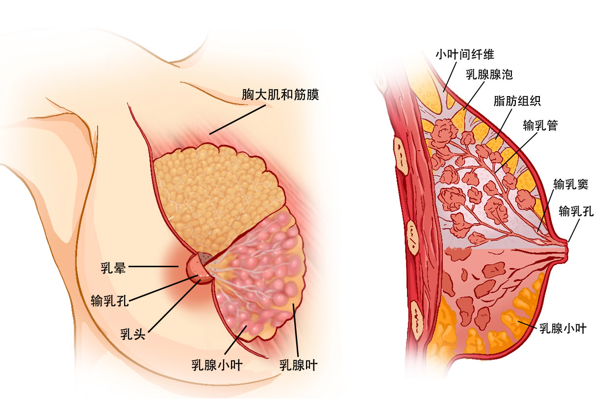 乳头结构图（乳头状结构是什么病）