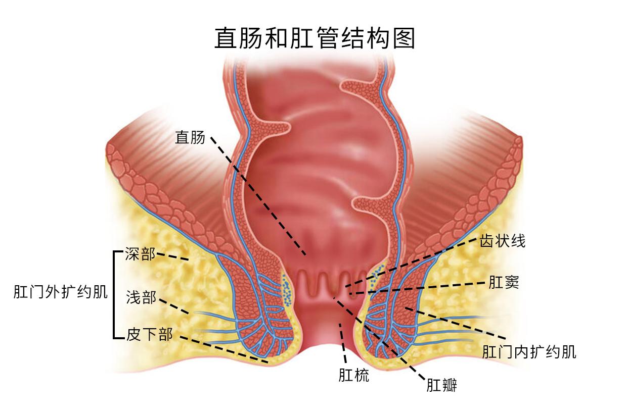 直肠和肛管结构图（直肠与肛管示意图）