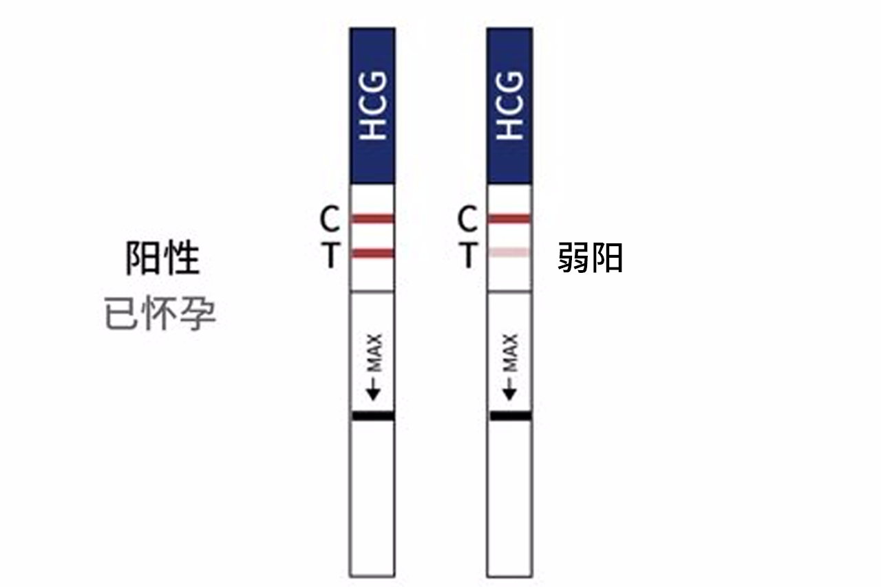 移植后试纸加深图 移植后试纸越来越深