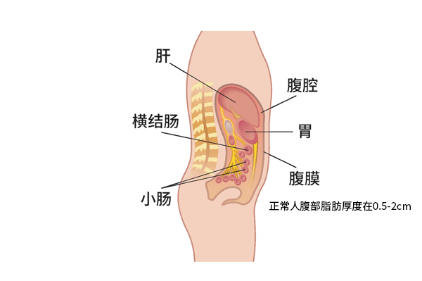 正常人腹部脂肪厚度图（正常人腹部脂肪厚度图解）