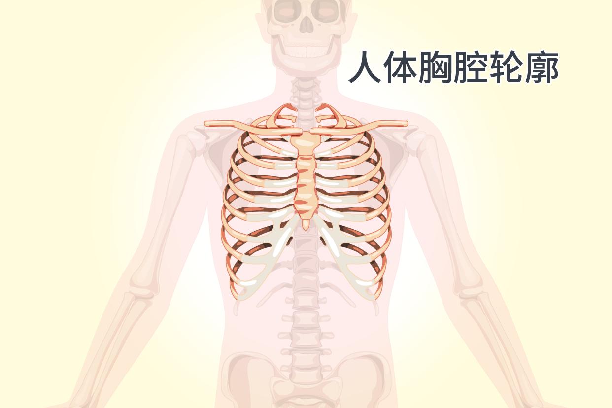 人体胸腔轮廓尺寸图（人体胸腔器官分布图简图）