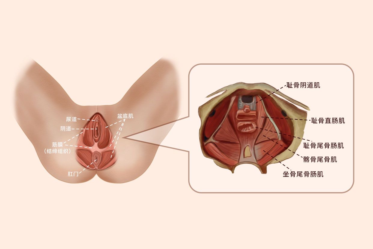 盆底解剖结构图谱