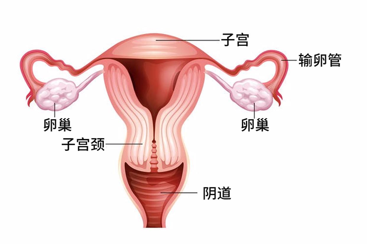 腹部生理解剖图解