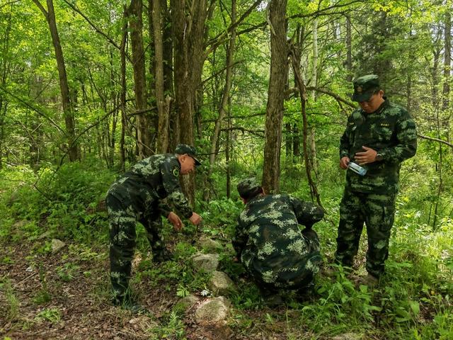 还记得东北虎“完达山一号”吗 进村东北虎“完达山1号”放归自然