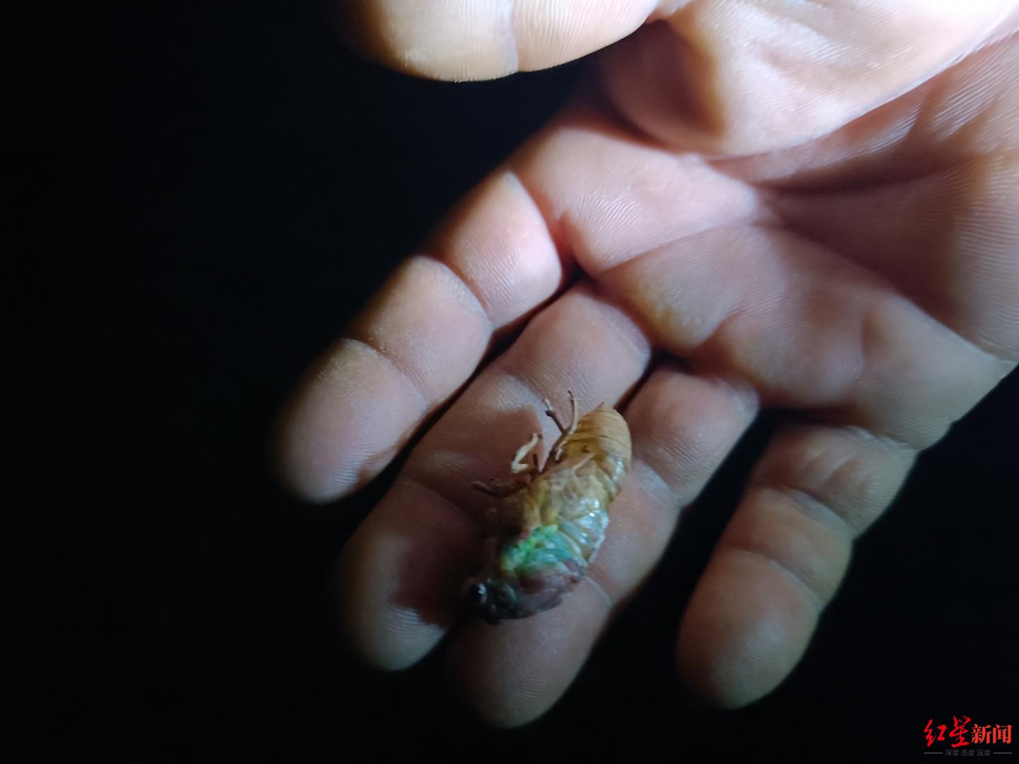 油炸知了成网红美食（油炸知了做法大全窍门）