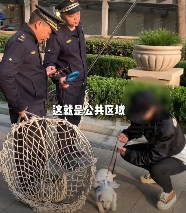 多地加强养犬管理：一地要求县城区域内无大型犬烈性犬无主犬