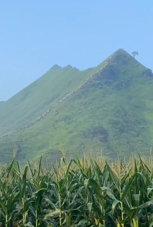 广西一“野生景点”火出圈！登山游客密密麻麻好像蚂蚁搬家，当地：已派人维持秩序