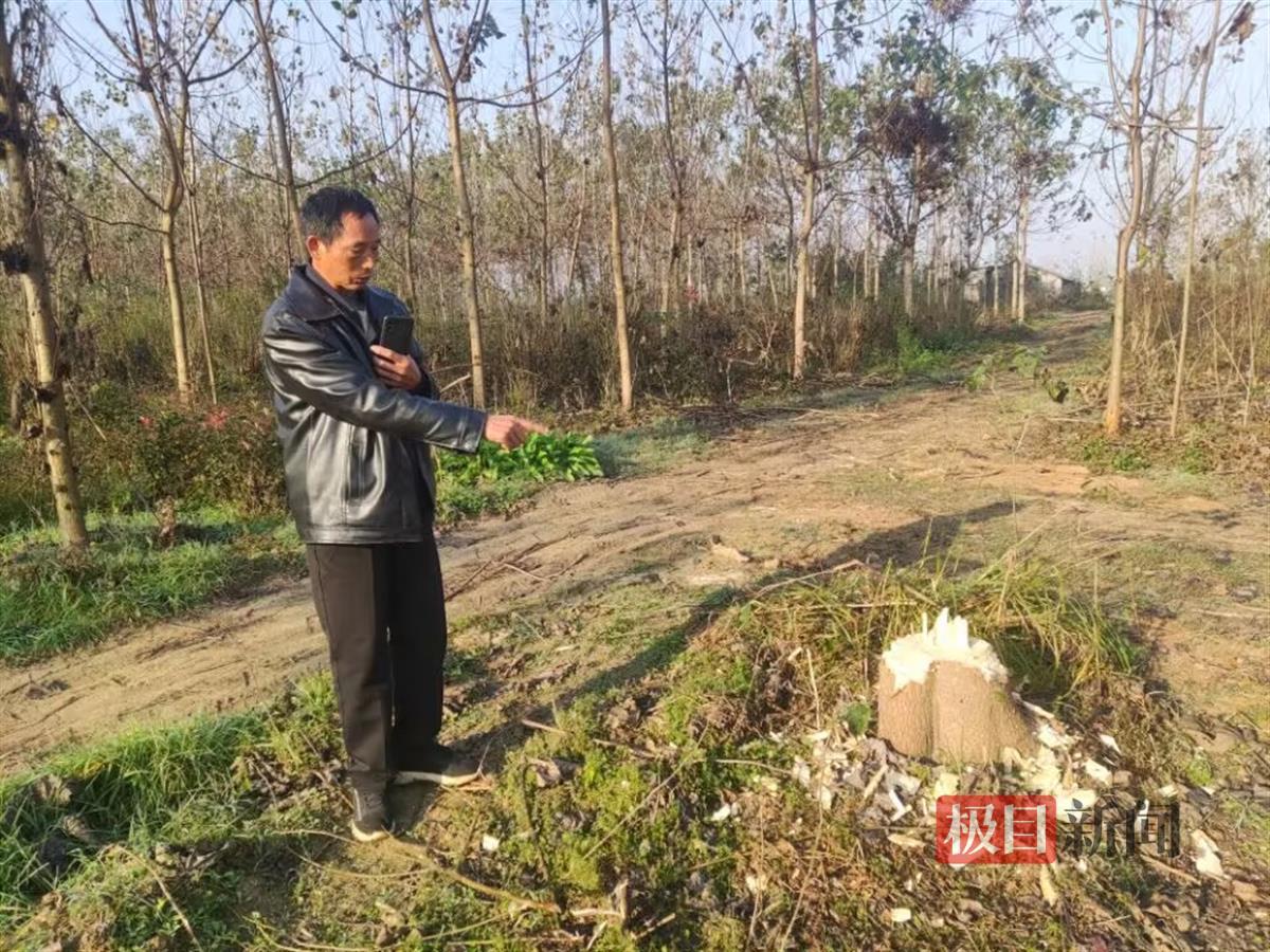 公司与乡政府签约建生态林，几年后乡政府派人砍树，称其违法占用耕地