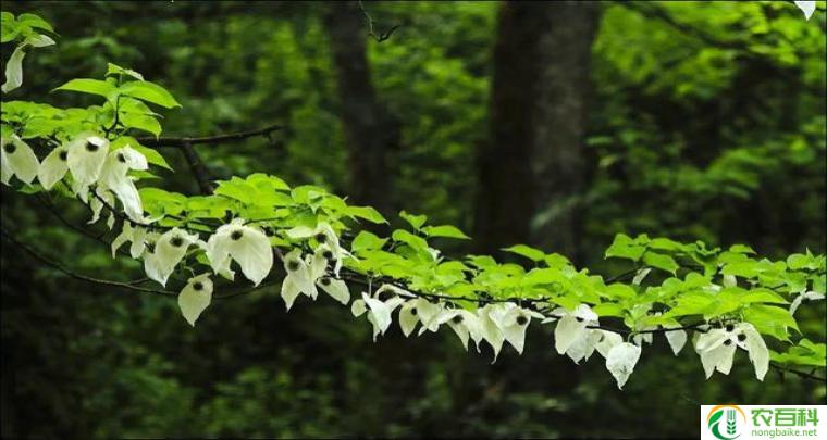 鸽子花树（神秘的花园）（鸽子花树是什么动物）