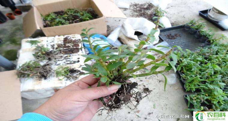 铁皮石斛种植骗局 铁皮石斛种植方法及技术