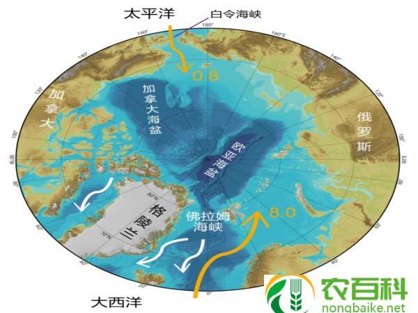 四大活化石（四大活化石树）