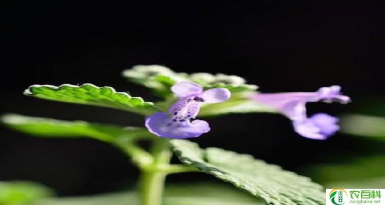 薰衣草招虫还是驱虫 十大阴气最重的花