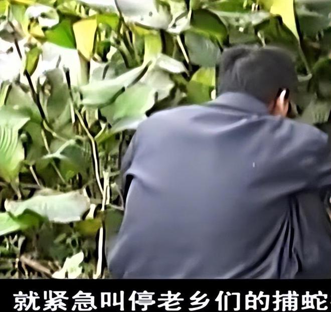 10年广东一村庄突然涌现上百毒蛇，打不完抓不尽，有2人却很镇静