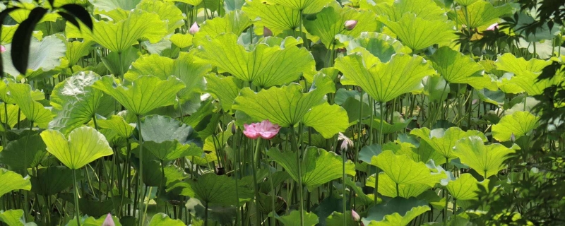 二十四节气立夏节气的来历