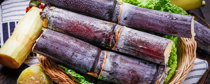 一根甘蔗含有多少糖分 一根甘蔗的糖分有多少