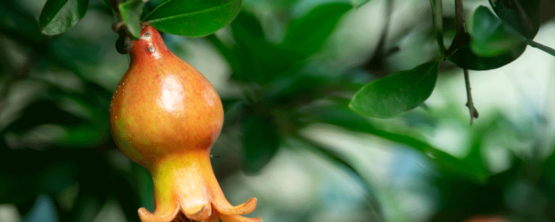 哪四种人不适合吃石榴（哪四种人不适合吃石榴籽）