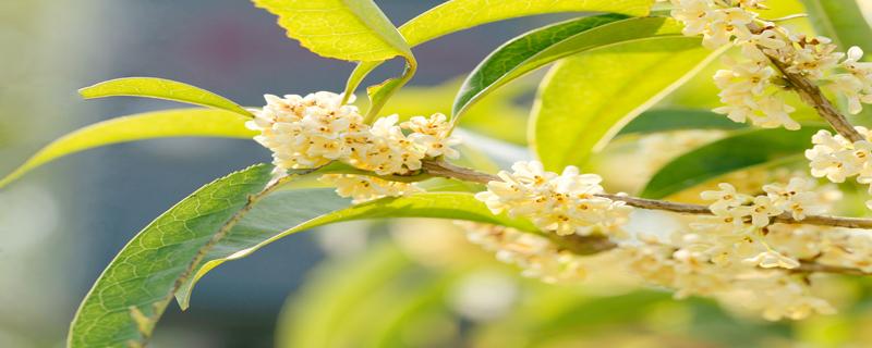 桂花什么时候开花 桂花什么季节开放