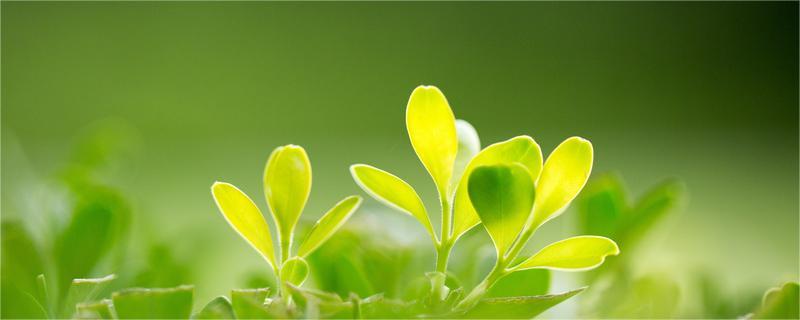 立春后还要冷多久（立春后冷吗）