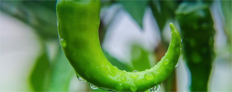 青辣椒怎么腌好吃又脆又能放长久（青辣椒怎么腌好吃又脆又能放长久开水烫一下的青辣椒吗）