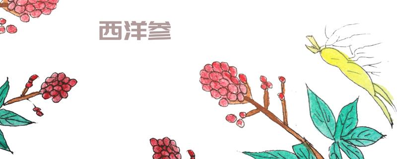 西洋参可以直接嚼着吃吗 西洋参的正确吃法