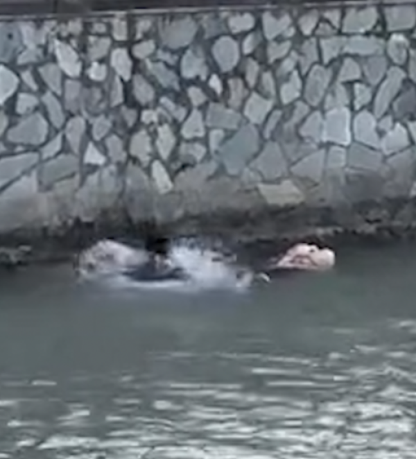 冰点之下，上海外卖小哥跳河救人：“我最多感冒，但她有生命危险”