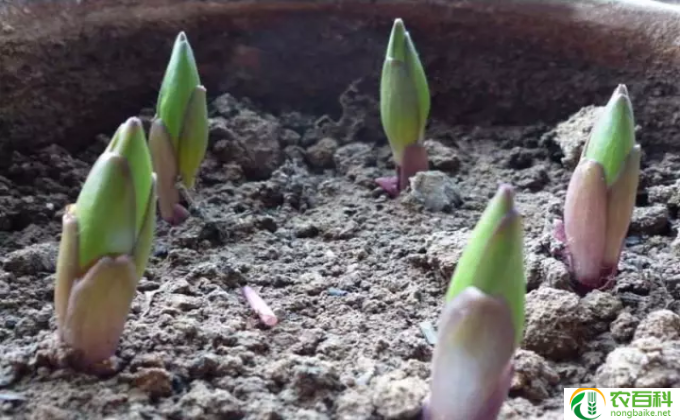 怎么种 怎么种橘子籽